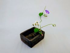 Dunkelbraune Farbe : Quadratische Vase mit einer einzelnen Blume