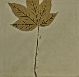 Square Plate, D.Green, Leaf painting