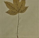 Teller, mint mit Blatt, quadratisch
